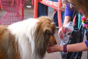 helpful dog. dog doing chores