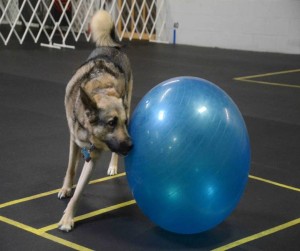 treibball, dog training, dog sports