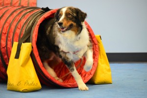 dog agility, dog tunnel, az dog sports agility, agility equipment