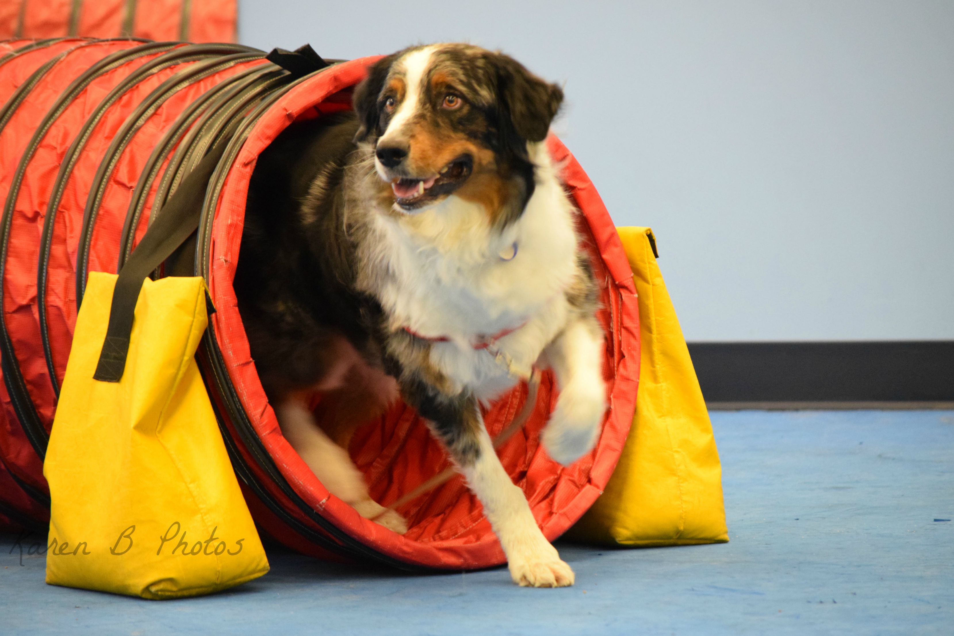 Dog Agility Training Phoenix | AZ Dog Sports Indoor Dog Gym