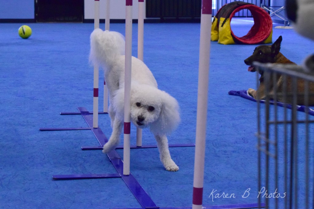 dog agility, agility training, dog agility equipment, dog running weaves