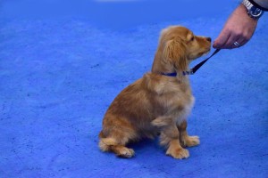 puppy dog training, puppy classes, puppy training
