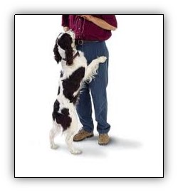 How to Stop dogs from Jumping Up On People- Dog Behavior Problems