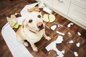 dog behaviors and what they mean