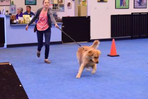 dog pulling on the leash, az dog sports, dog training, dog obedience classes, dog behavior, my dog pulls on its leash