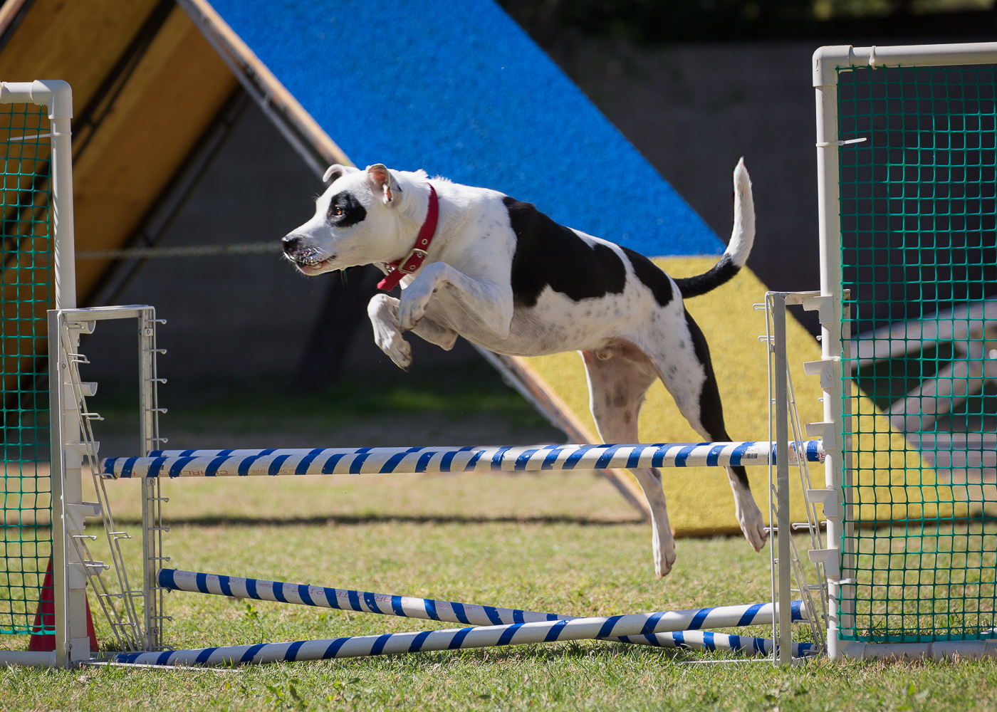 is my dog good for agility