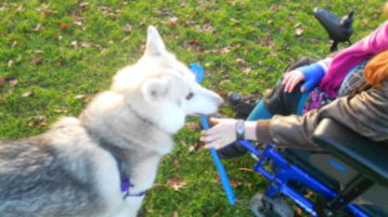 service dog, therapy dog, service, assistance, dog training, dog trainer