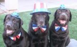 chocolate lab, dog of the month, az dog sports, water dogs