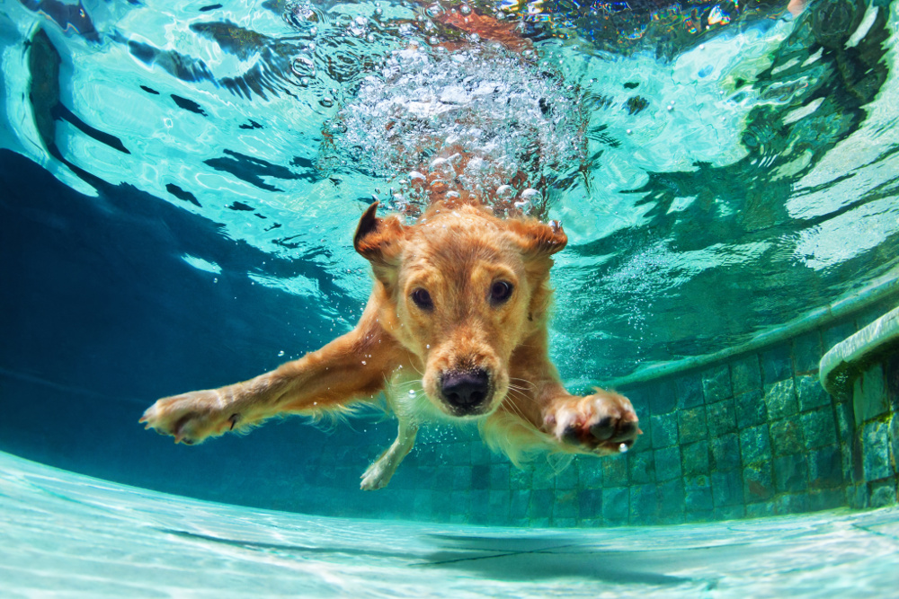 Dog Swim Lessons Your Pool or Ours! AZ Dog Sports