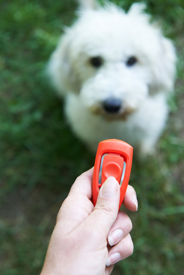 Does Clicker Training Really Work Az Dog Sports