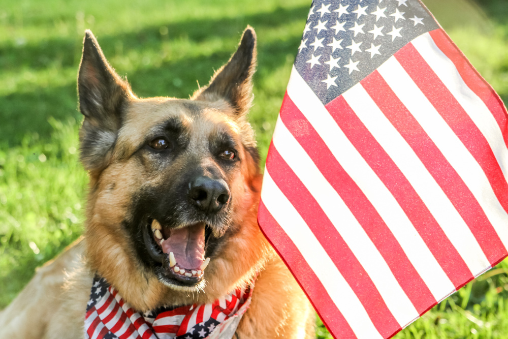 training your own service dog, az dog sports, service animal, veterans