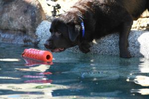 dog swim, dog swim lessons, dog water toys, az dog sports