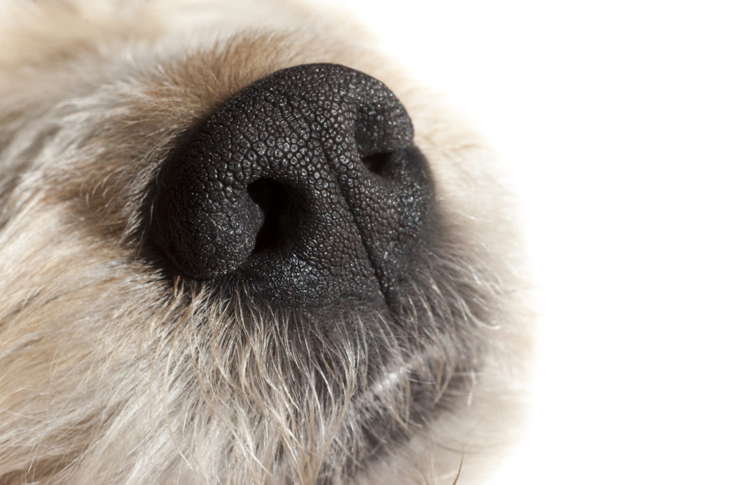 scentwork, nosework, dog nose, dog scent training, dog training, az dog sports