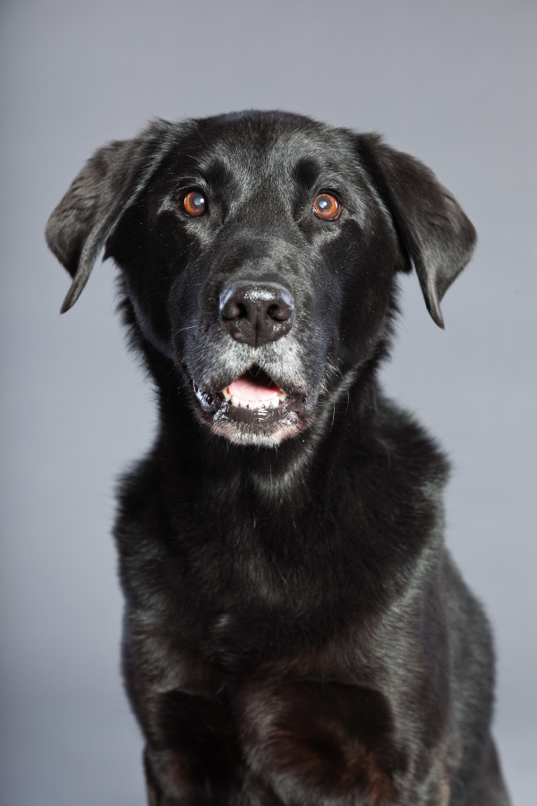Senior Dogs A Special Breed AZ Dog Sports [ 600 x 900 Pixel ]