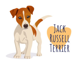 jack russell terrier, jack russell, az dog sports. dog trainer phoenix