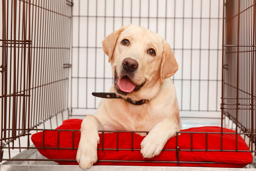 The Importance of Crate Training Your Dogs - Whole Dog Journal