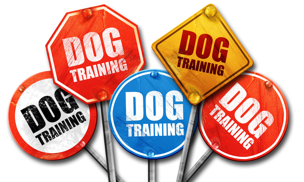 dog training issues, az dog sports, dog trainer phoenix, puppy training