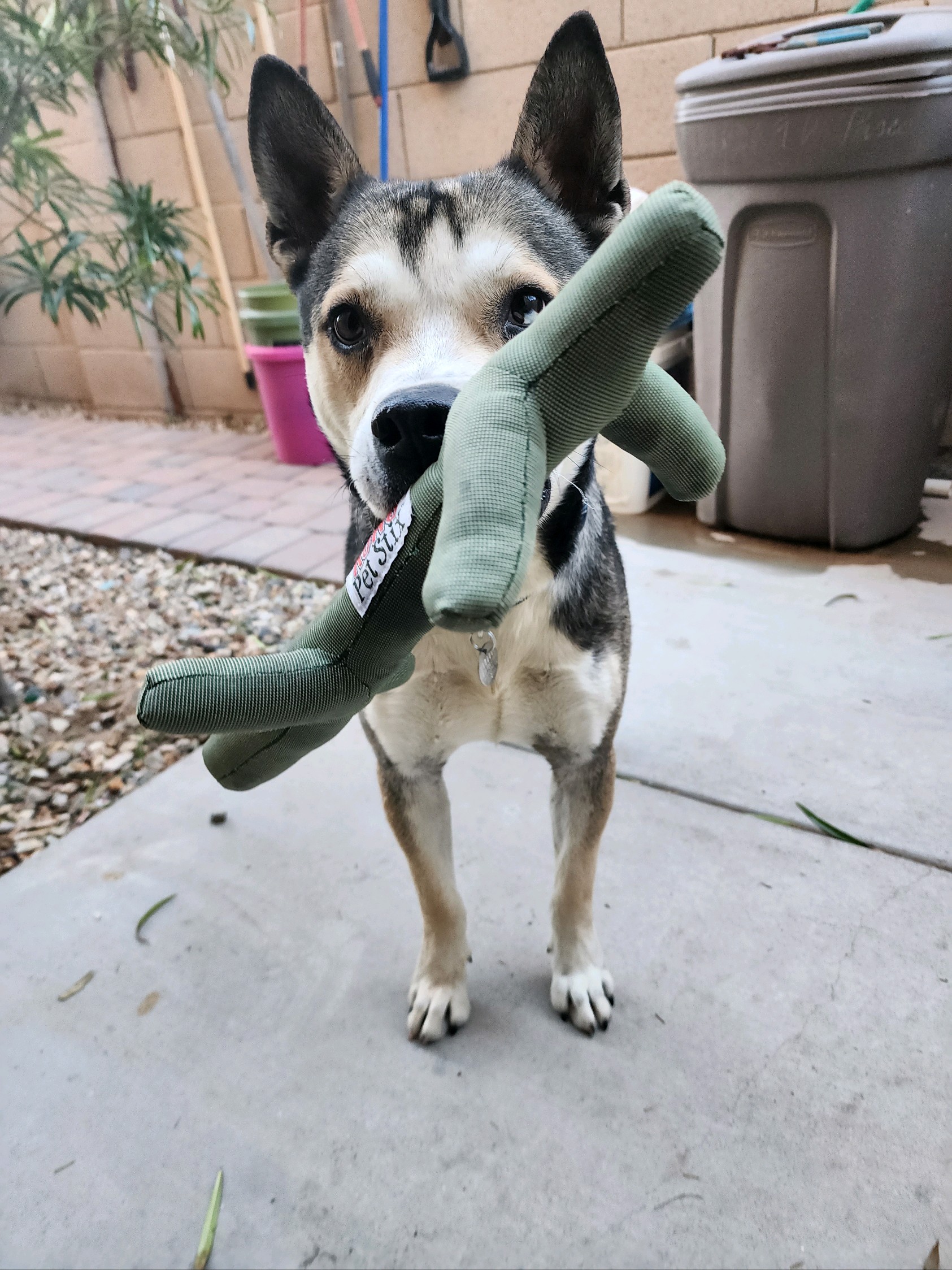 Adoptable Pets - AZ Dog Sports